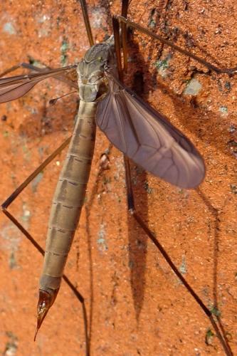 Tipula paludosa